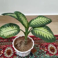 تعدادی گل سرحال شاداب|گل و گیاه طبیعی|مراغه, |دیوار