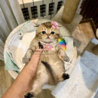 دختر گلد صورت تدی و ملوس