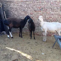 میش چینی|حیوانات مزرعه|زاهدان, |دیوار