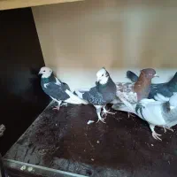 ۶ عدد کبوتر به قیمت مناسب|پرنده|ارومیه, |دیوار