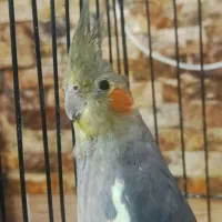 عروس هلندی ماده