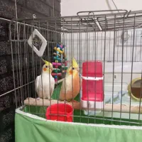 عروس هلندی|پرنده|صالح آباد, |دیوار