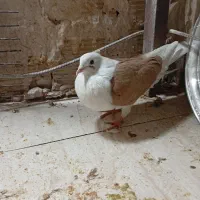 پرنده|پرنده|خرمآباد, |دیوار