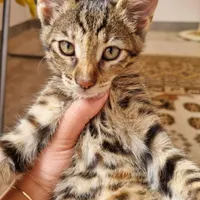 واگذازی بچه گربع
