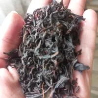 چای بهاره ی گیلان(املش)