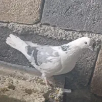 کبوتر رفتنی