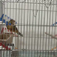 قناری نر و ماده عتیقه معاوضه