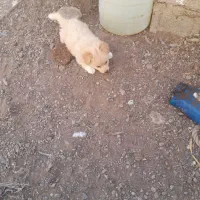 پاکوتاه مینیاتوری نر ریز اصیل نژاد دار جیبی|سگ|میانه, |دیوار