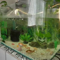 اکواریم بزرگ ب همراه ماهی و وسایل