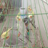 عروس هلندی