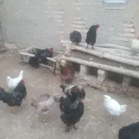 مرغ و خروس برهما و گلین و محلی