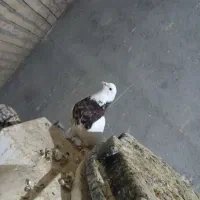 طوقی هفترنگ نر