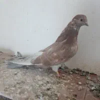 تعدادی سرور|پرنده|هریس, |دیوار