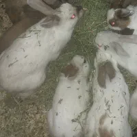 خرگوش بالغ
