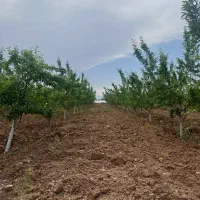 استخدام|استخدام سرایداری و نظافت|تاکستان, |دیوار