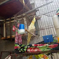 طوطی ماده لونتیو