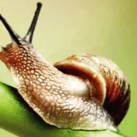 فروش خاویار حلزون و حلزون