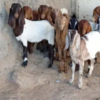 11راس  کولار بزغاله بزرگ