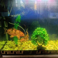 اکواریم با چند عدد ماهی فروشی|ماهی|کاشان, ولیعصر|دیوار