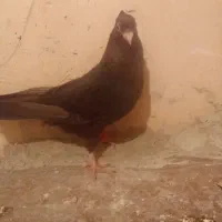 کبوتر سیاه|حیوانات|میاندوآب, |دیوار