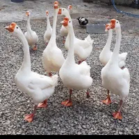 جوجه قوغاز چینی گردن ماری