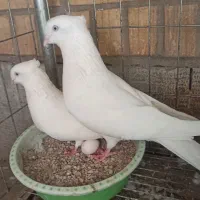اراکی زیبا وکلکسیونی|پرنده|اهواز, زردشت|دیوار