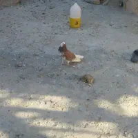 کفتر گرگی|حیوانات|بروجرد, |دیوار