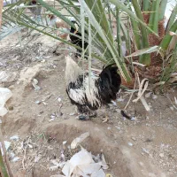 مرغ و خروس برهما|حیوانات مزرعه|برازجان, |دیوار