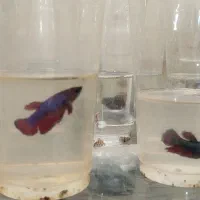 ماهی فایتر|ماهی|مشهد, الهیه|دیوار