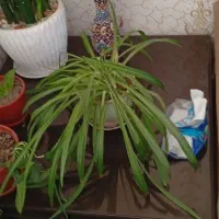 سماوربرقی|سماور، چای‌ساز، قهوه‌ساز|تاکستان, |دیوار