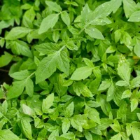 نهال گوجه و بادماجان