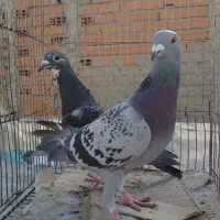 حدود ۲۲تا کبوتر ۱۵۰مفت|حراج|بومهن, |دیوار