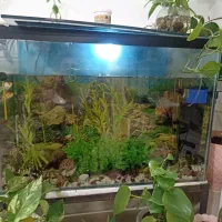 آکواریوم آماده بالوازم وماهی