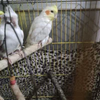 دو عدد عروس لوتینو البینو دستی