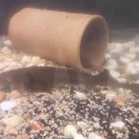 فروش ماهی خاویاری