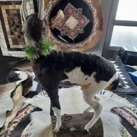 دکوری بزغاله