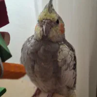 عروس هلندی گمشده|حیوانات|قم, لبچال|دیوار