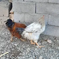 خروس ب فروش میرسد