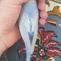 مرغ عشق رینبو دستی