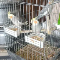 عروس هلندی پرنده