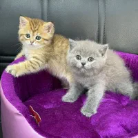 مجموعه گربه های اشرافی|گربه|تهران, پونک|دیوار