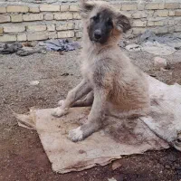 توله سگ ماده|سگ|قیدار, |دیوار