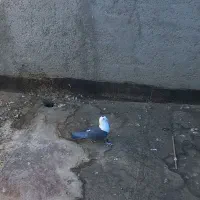 کلاغ سیاه ماده پررنگ