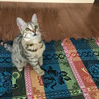 واگذاری گربه خانگی