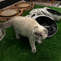 گربه اسکاتیش اصیل