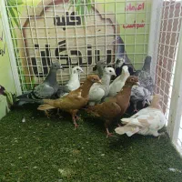 کفتر ،انواع دسته ها کبوتر