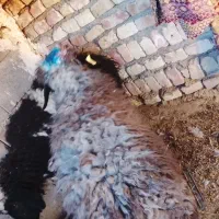 دو عدد بره تکی هم داده میشه فروش فوری سریع|حیوانات مزرعه|زاهدان, |دیوار