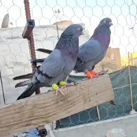 دو عدد سبز نر