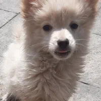 سگ پامرانین ۶۰ روزه با خط خونی بالا و اصیل