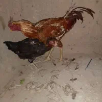 خروس و مرغ لاری